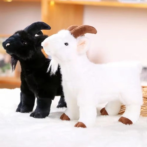 Cute baby goat - baby,